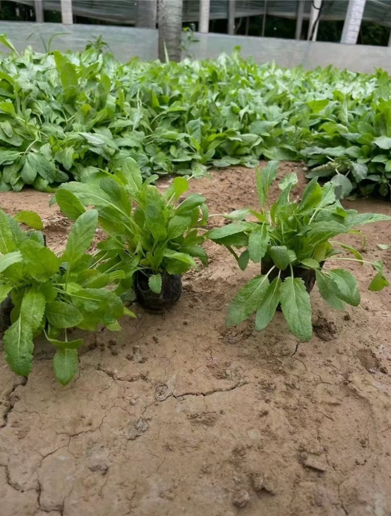 鼠尾草，一手货源，精品苗，基地直发，大量供应