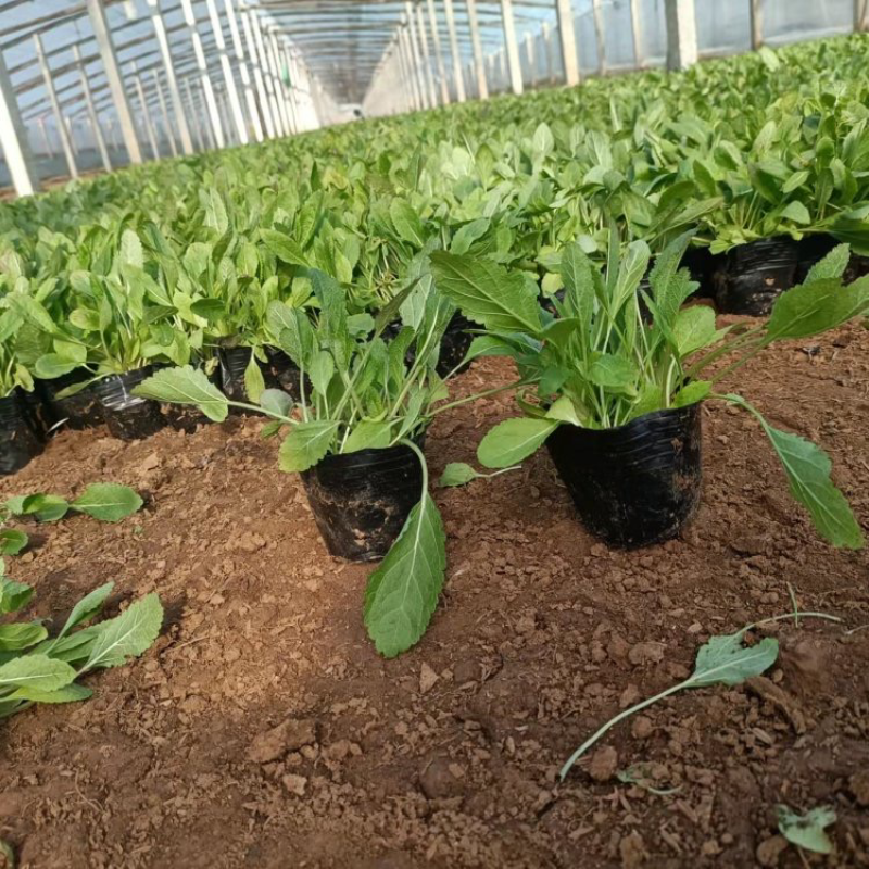 地被鼠尾草，蓝花鼠尾草，墨西哥鼠尾草，大量供应