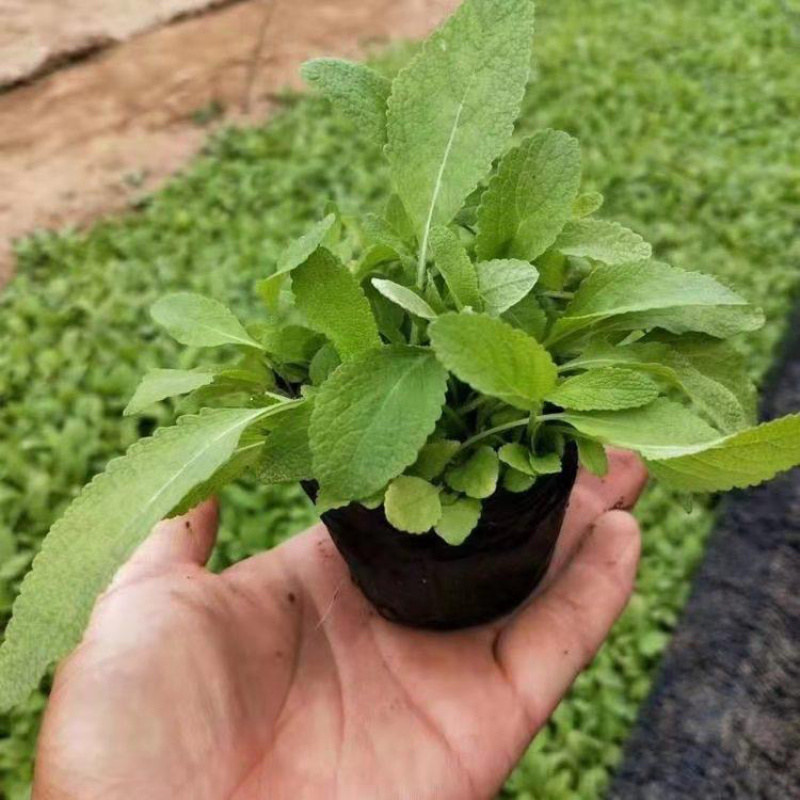 地被鼠尾草，蓝花鼠尾草，墨西哥鼠尾草，大量供应