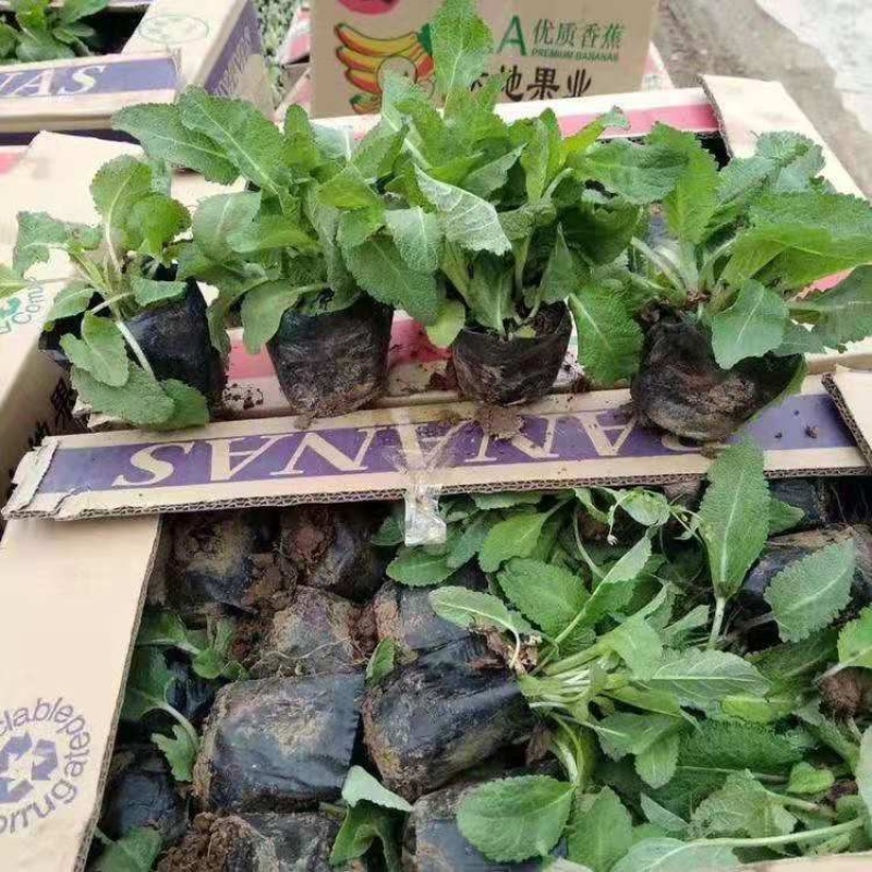蓝花鼠尾草，精品苗，一手货源，基地直发，大量供应