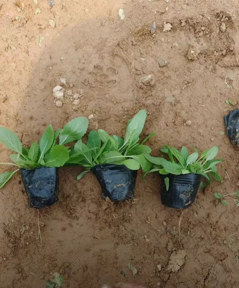 蓝花鼠尾草，精品苗，一手货源，基地直发，大量供应