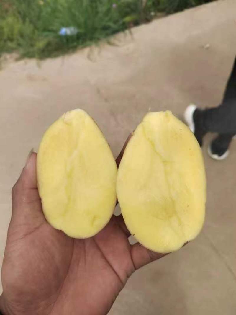 河南精品黄心土豆大量供应。需要的客商可以联系