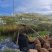 海岛盆景海岛榄仁斜飘榄仁锦叶榄仁