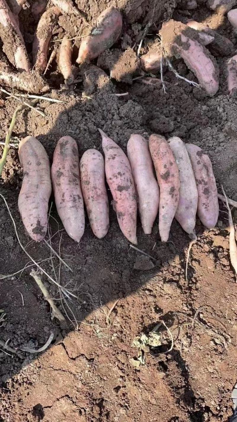 沙土地种植高端冰糖心蜜薯白哈蜜红薯地瓜基地直供电商平台