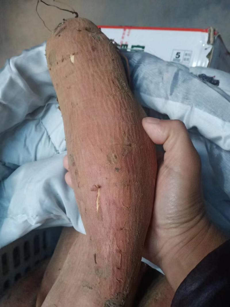 沙土地种植高端冰糖心蜜薯白哈蜜红薯地瓜基地直供电商平台