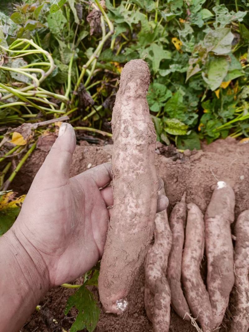 沙土地种植高端冰糖心蜜薯白哈蜜红薯地瓜基地直供电商平台
