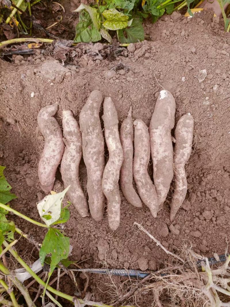 沙土地种植高端冰糖心蜜薯白哈蜜红薯地瓜基地直供电商平台