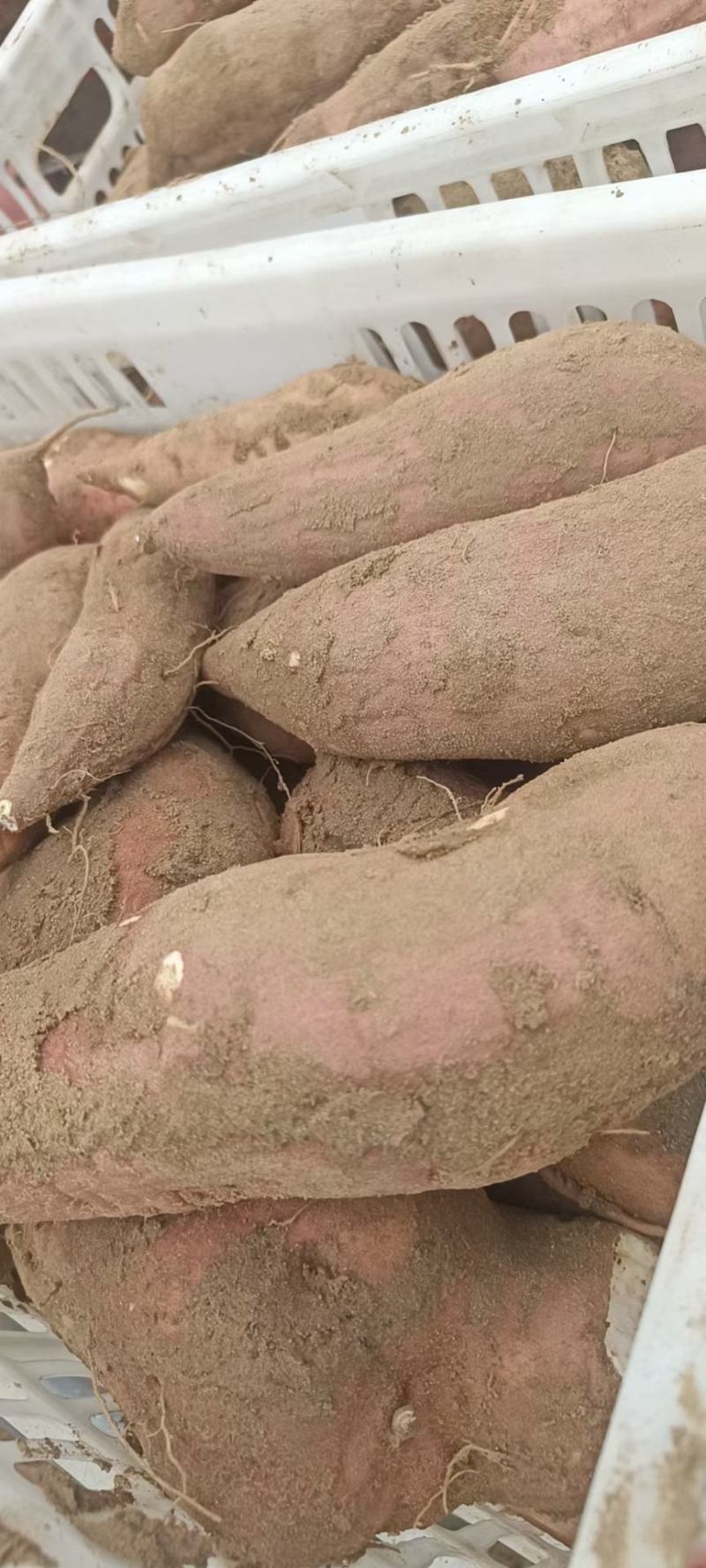 沙土地种植高端冰糖心蜜薯白哈蜜红薯地瓜基地直供电商平台