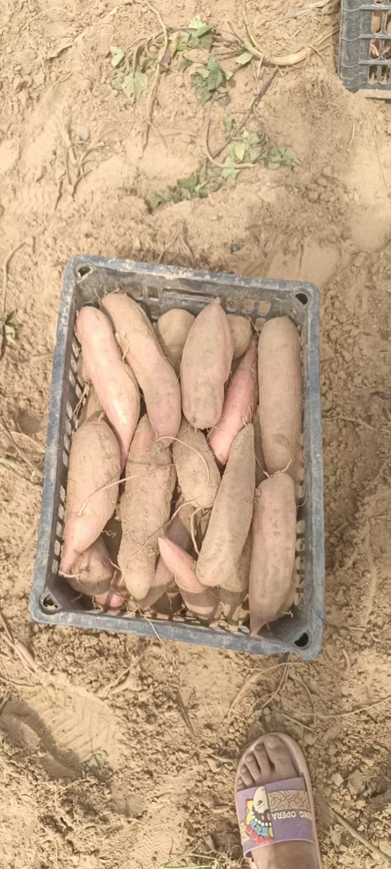 沙土地种植高端冰糖心蜜薯白哈蜜红薯地瓜基地直供电商平台