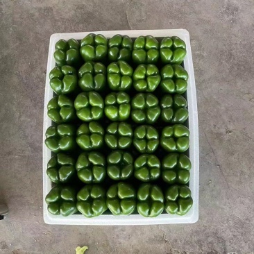 太空椒，菜椒，圆椒，大量上市，质量好，保质保量，欢迎采购