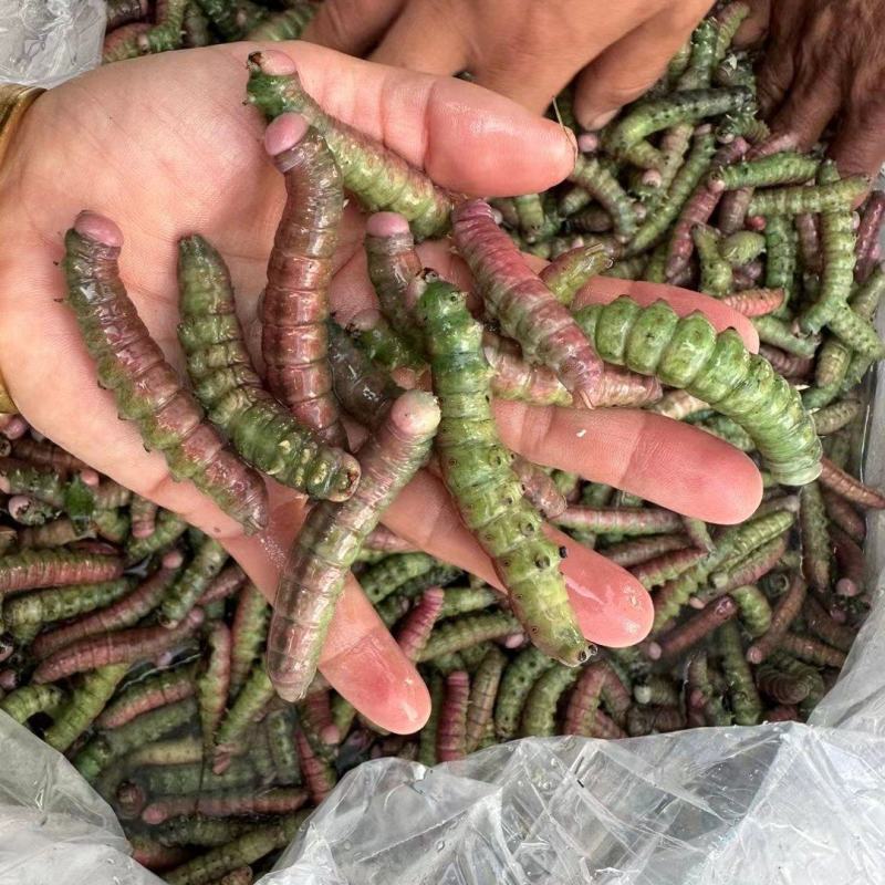 大头黄青虫红虫纯野生豆虫净货冷冻山芝麻虫豆丹蛋白虫地批发