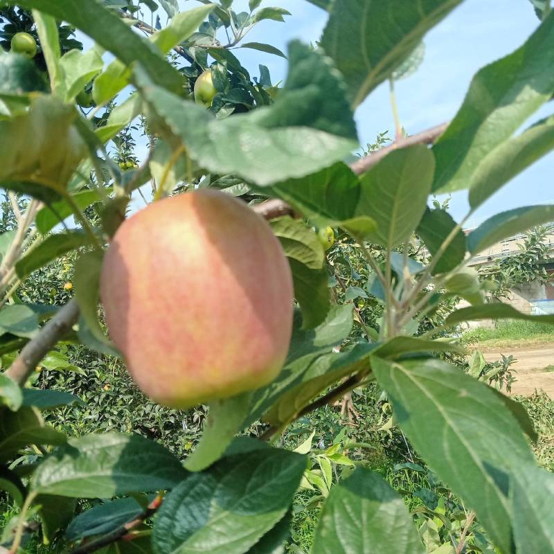 鲁丽苹果