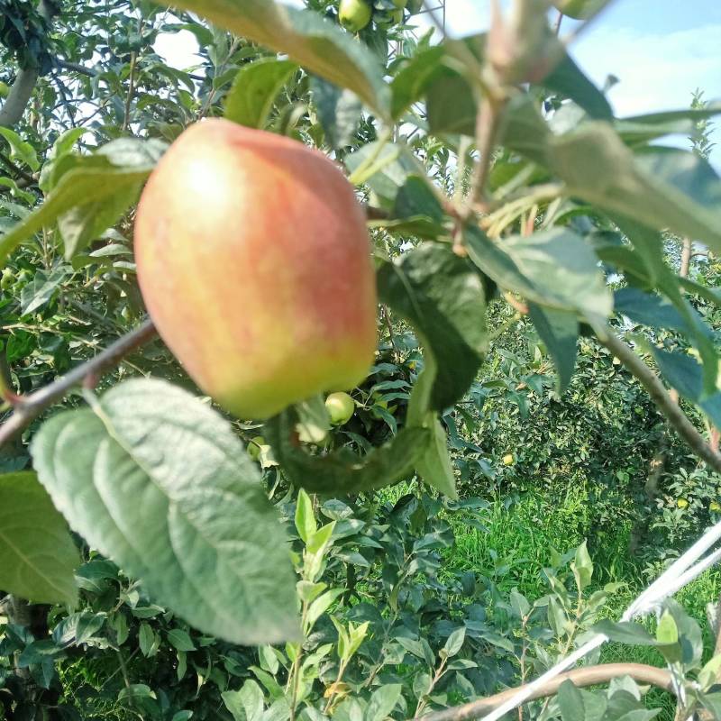 鲁丽苹果