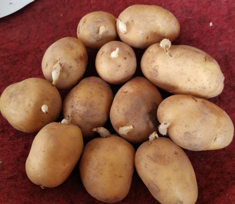 【推荐】黄皮黄心秋冬季土豆种子品质保证诚信为本，欢迎合作