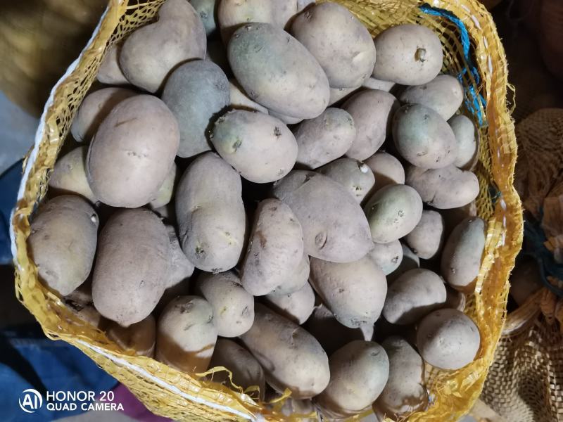 【推荐】黄皮黄心秋冬季土豆种子品质保证诚信为本，欢迎合作