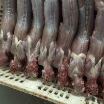 自家农场常年供应保鲜、冷冻兔肉