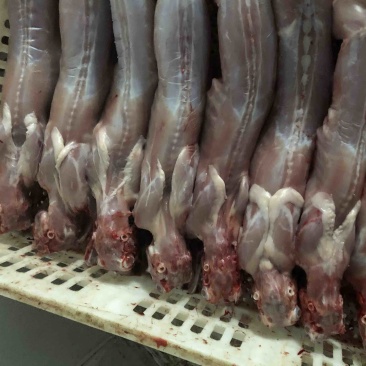 自家农场常年供应保鲜、冷冻兔肉