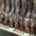 自家农场常年供应保鲜、冷冻兔肉