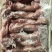 自家农场常年供应保鲜、冷冻兔肉