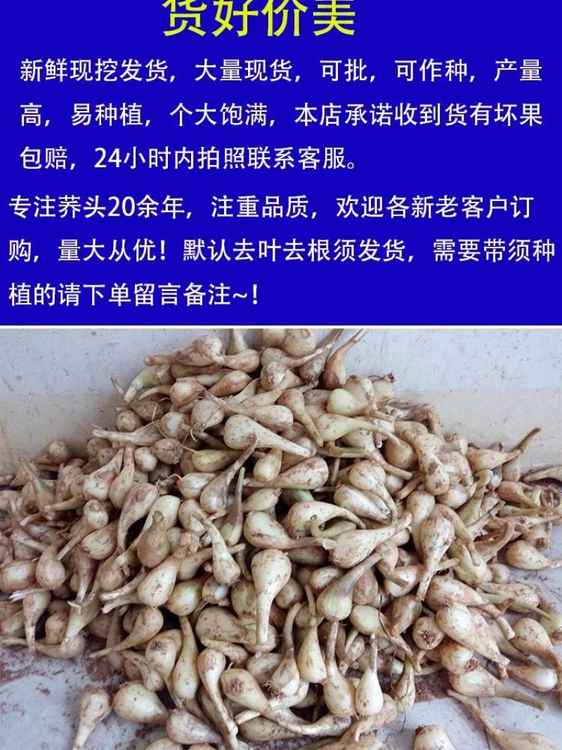 荞头种子蔬菜种子茭头种子农家荞头种子蕌头荞头种子可吃可