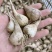 荞头种子藠头种农家自种荞头种荞头现挖种植茭头现挖新鲜