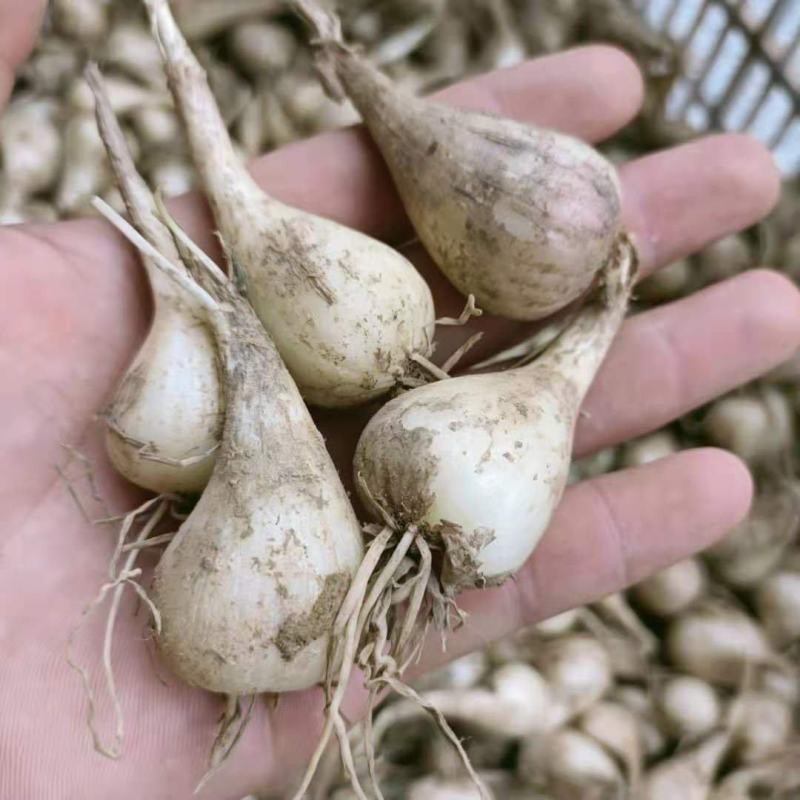 荞头种子藠头种农家自种荞头种荞头现挖种植茭头现挖新鲜