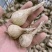 荞头种子藠头种农家自种荞头种荞头现挖种植茭头现挖新鲜