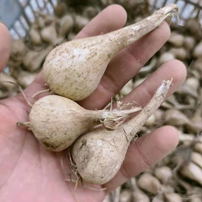 荞头种子藠头种农家自种荞头种荞头现挖种植茭头现挖新鲜
