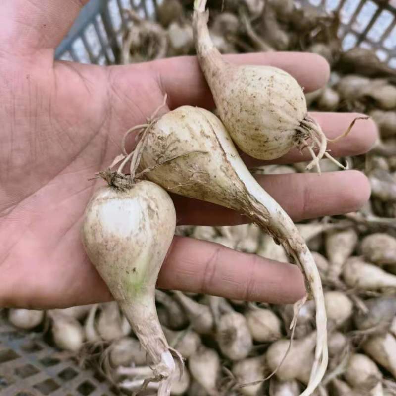 荞头种子藠头种农家自种荞头种荞头现挖种植茭头现挖新鲜