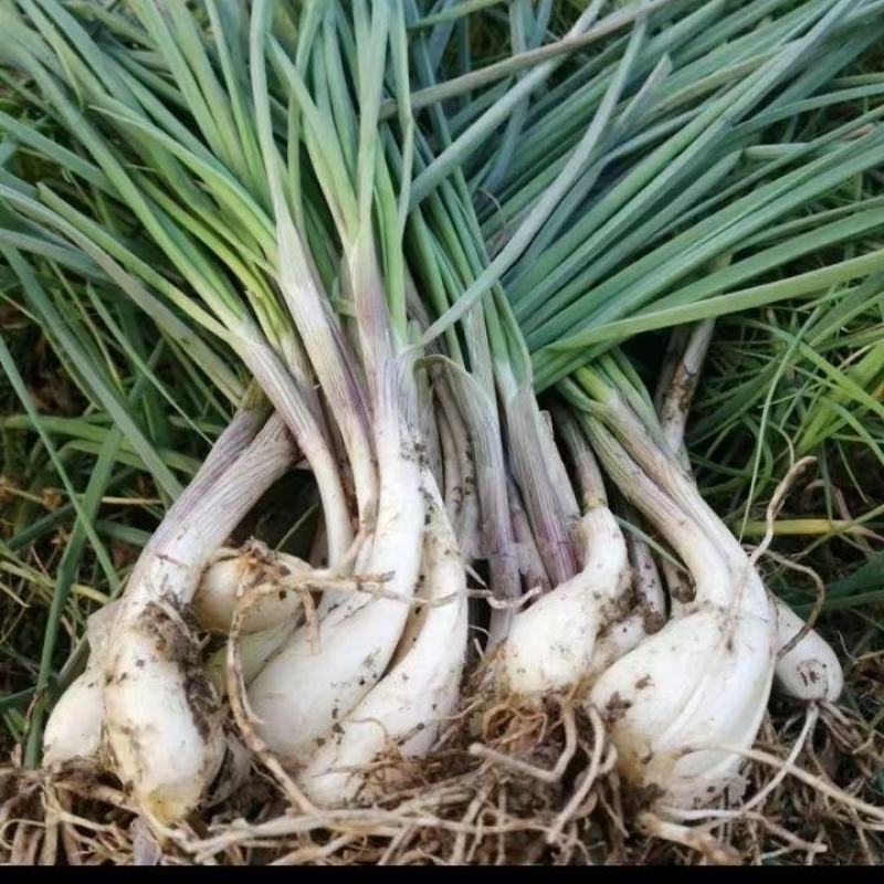 荞头种子藠头种农家自种荞头种荞头现挖种植茭头现挖新鲜