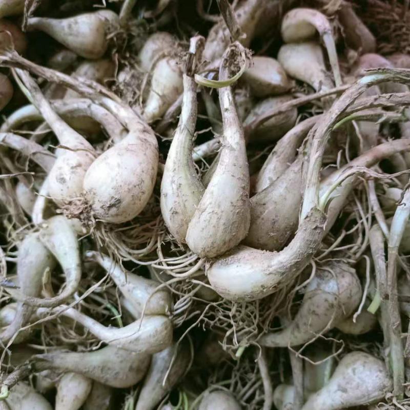 荞头种子藠头种农家自种荞头种荞头现挖种植茭头现挖新鲜