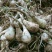 荞头种子藠头种农家自种荞头种荞头现挖种植茭头现挖新鲜