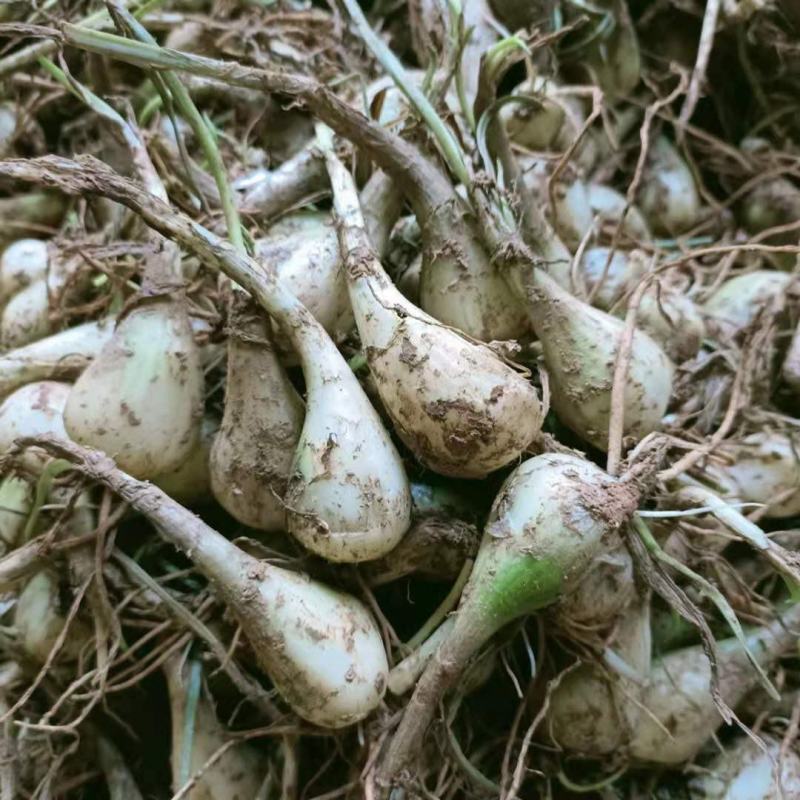 荞头种子藠头种农家自种荞头种荞头现挖种植茭头现挖新鲜