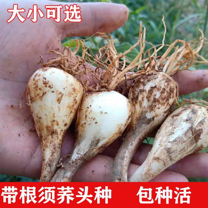 荞头种子藠头种农家自种荞头种荞头现挖种植茭头现挖新鲜