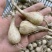 荞头种子藠头种农家自种荞头种荞头现挖种植茭头现挖新鲜