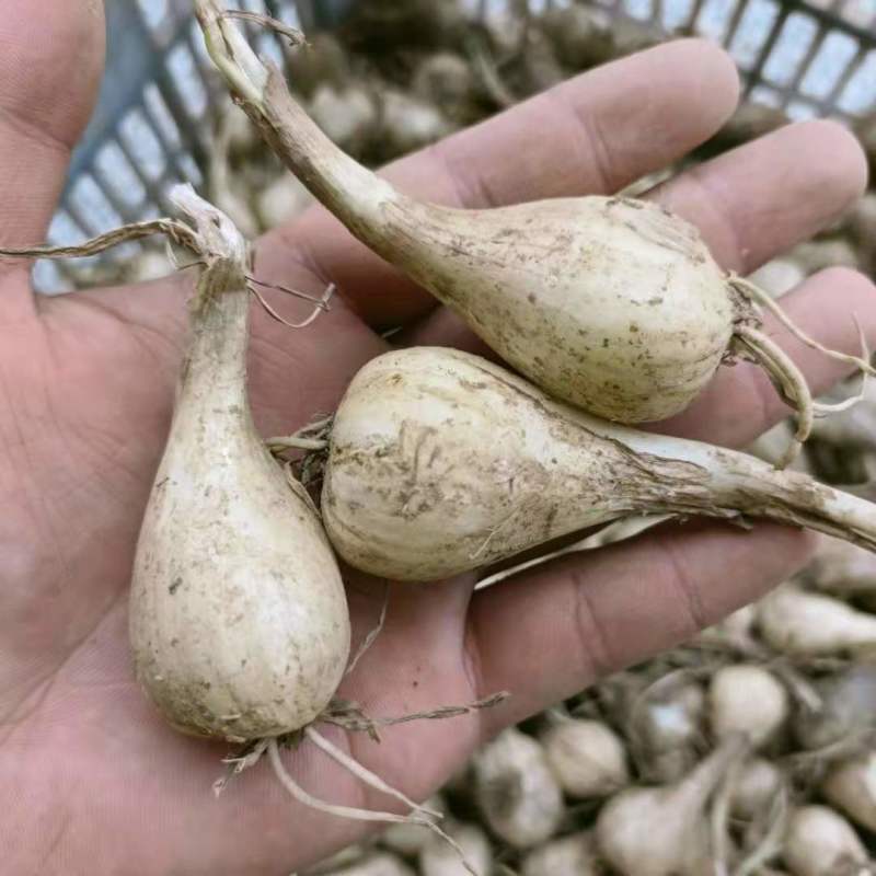 荞头种子藠头种农家自种荞头种荞头现挖种植茭头现挖新鲜