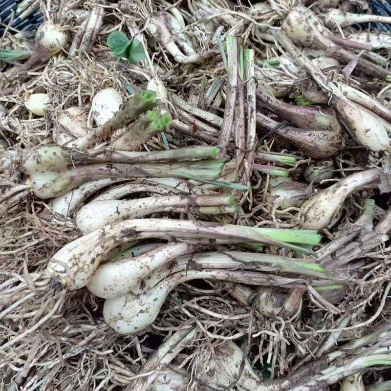 荞头种子藠头种农家自种荞头种荞头现挖种植茭头现挖新鲜