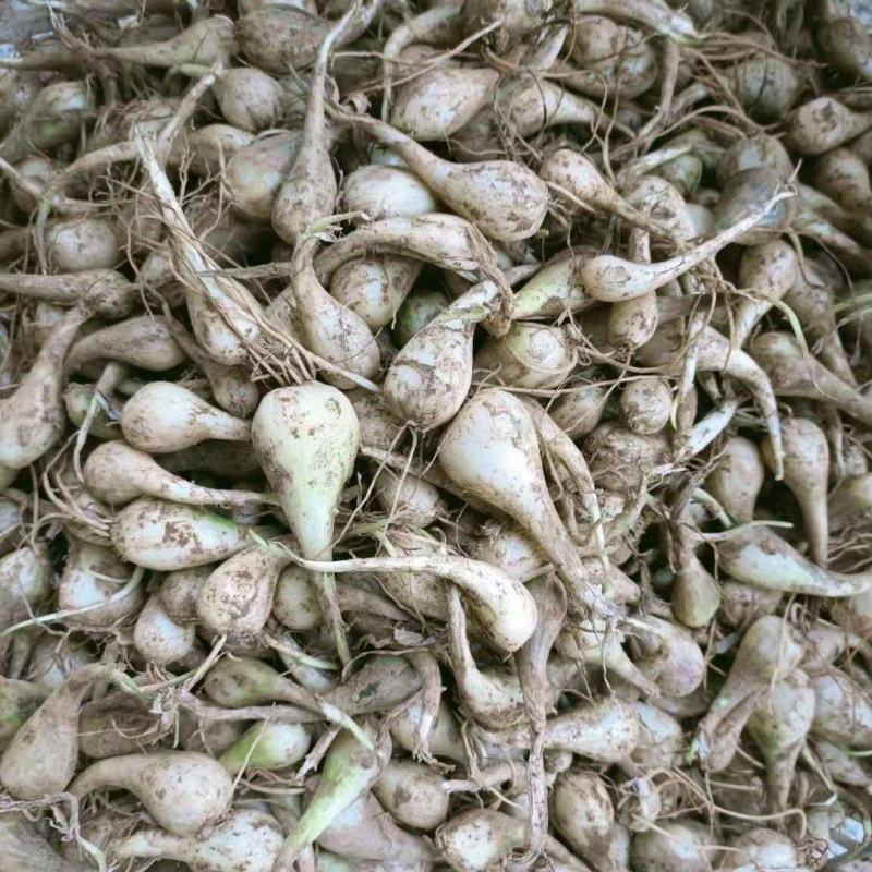 荞头种子藠头种农家自种荞头种荞头现挖种植茭头现挖新鲜