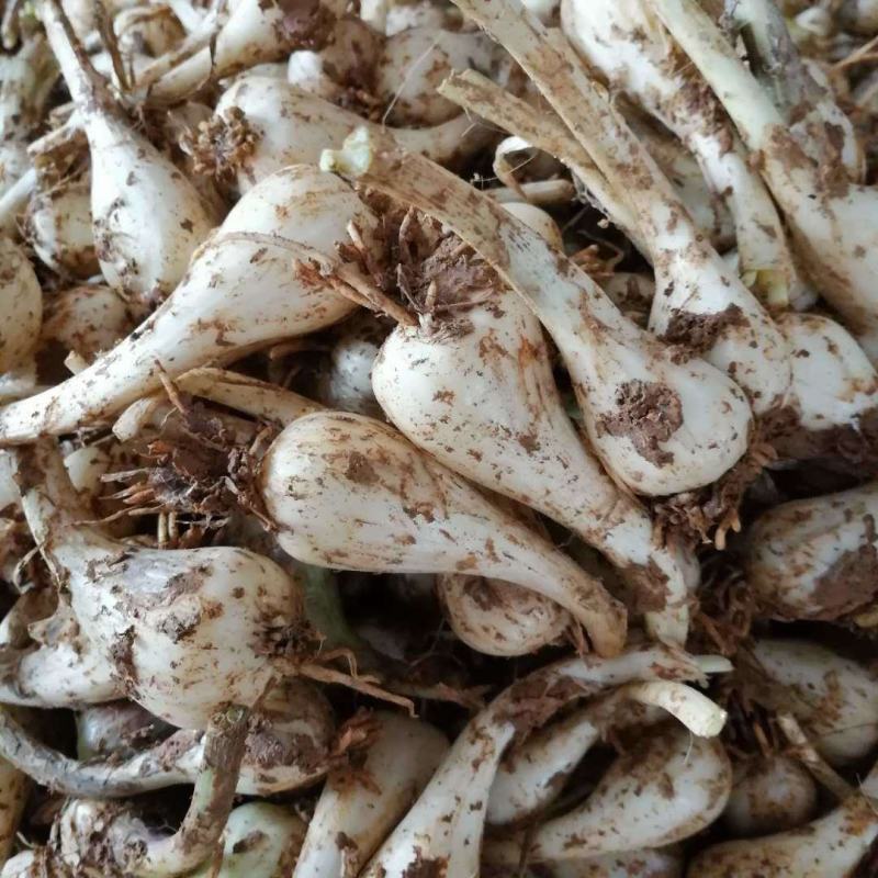 荞头种子藠头种农家自种荞头种荞头现挖种植茭头现挖新鲜