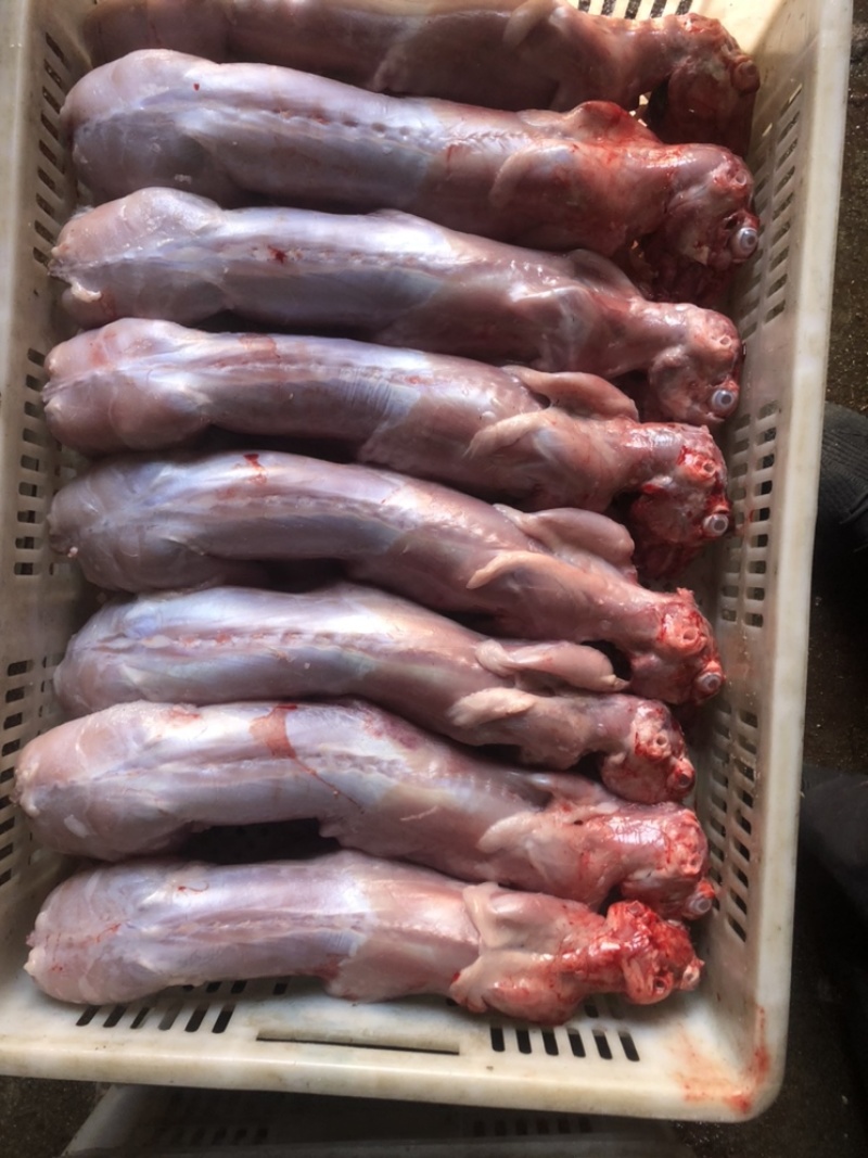 长期供应保鲜、冷冻兔肉
