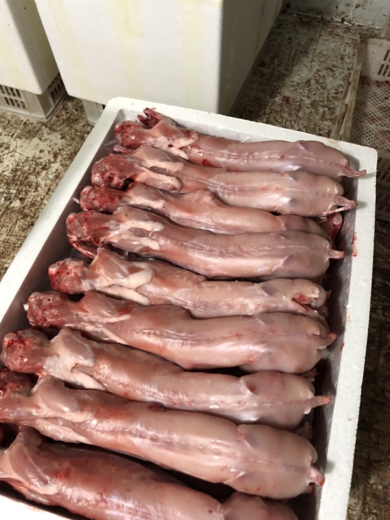 长期供应保鲜、冷冻兔肉