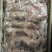 长期供应保鲜、冷冻兔肉