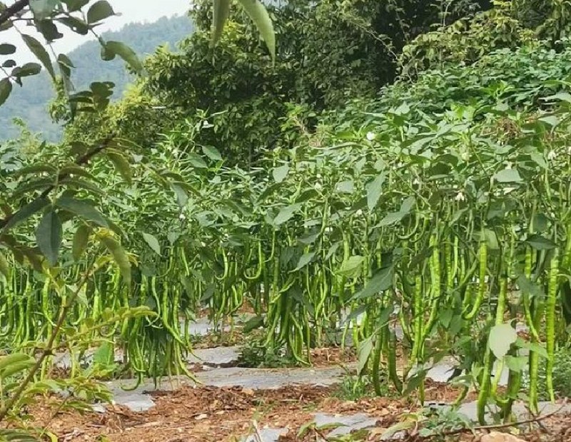 二荆条线椒基地直供，承接全国各地批发，零售老板上基地看货