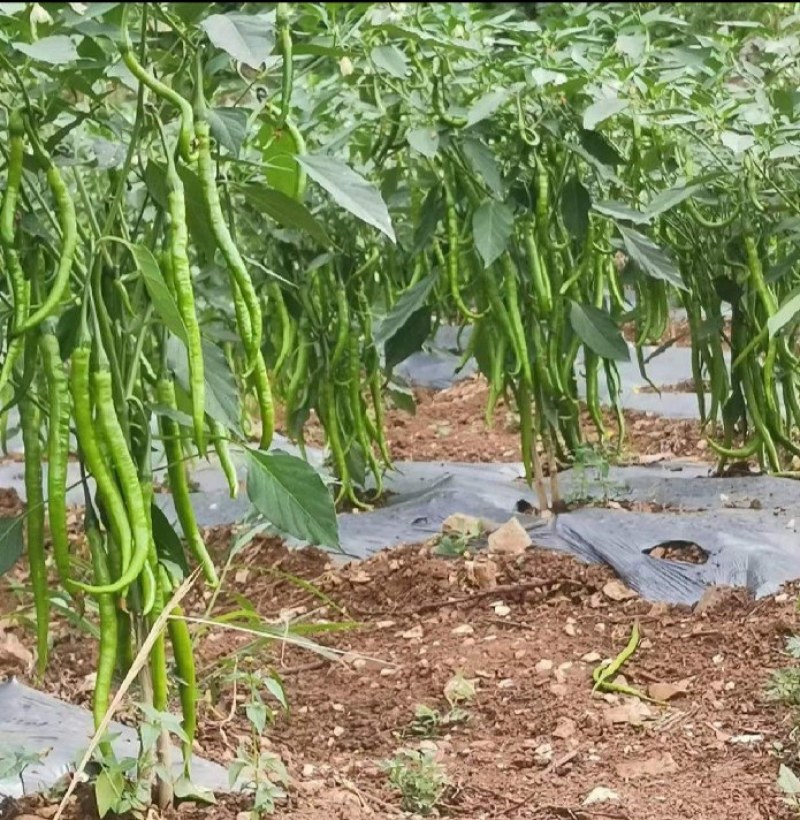 二荆条线椒基地直供，承接全国各地批发，零售老板上基地看货