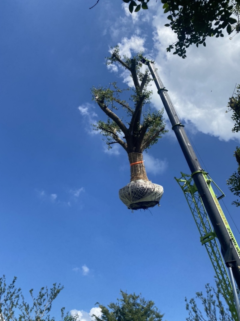 70公分银杏树-基地直销，百年古树，高端大气