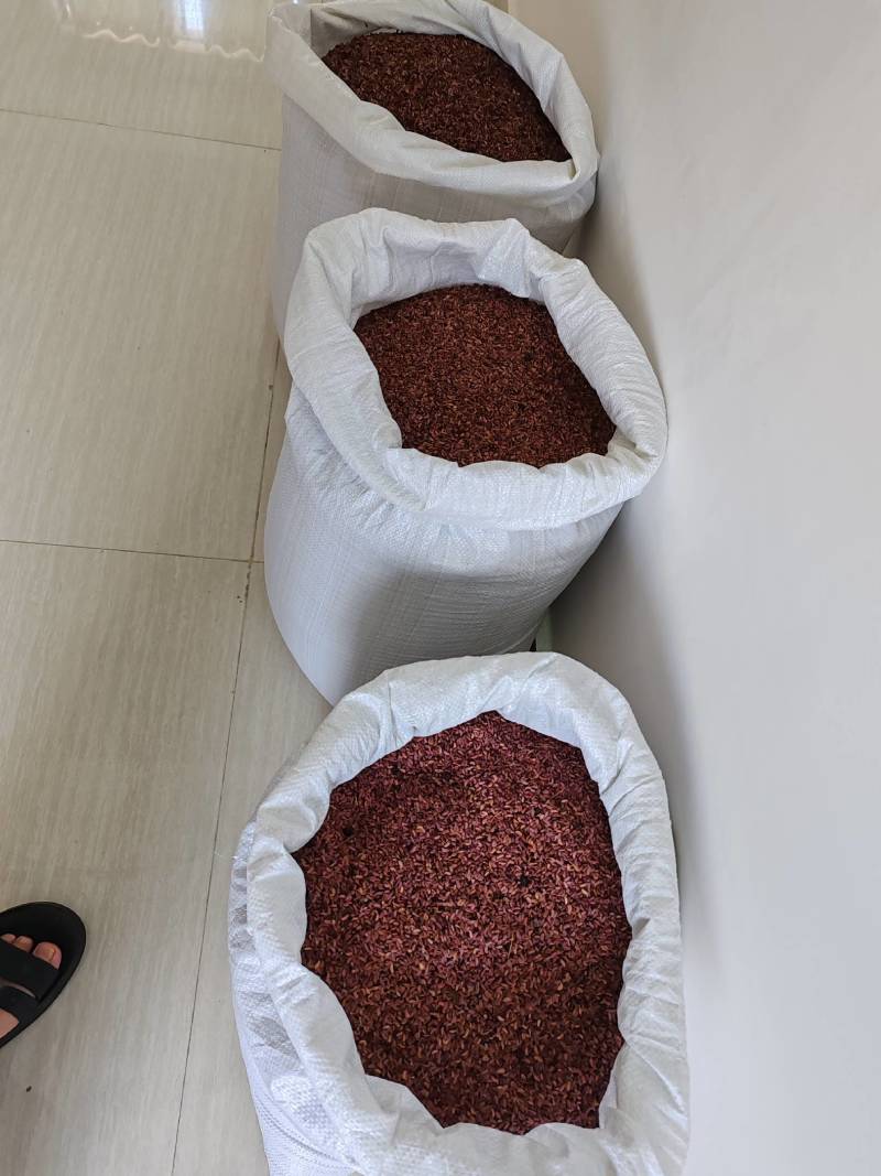 岗梅种子