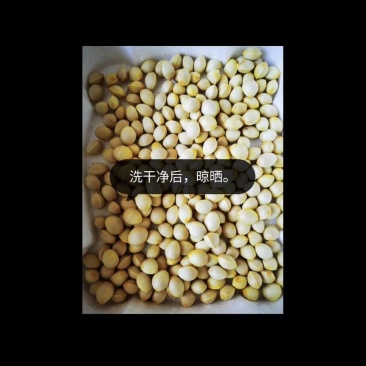 野生银杏果