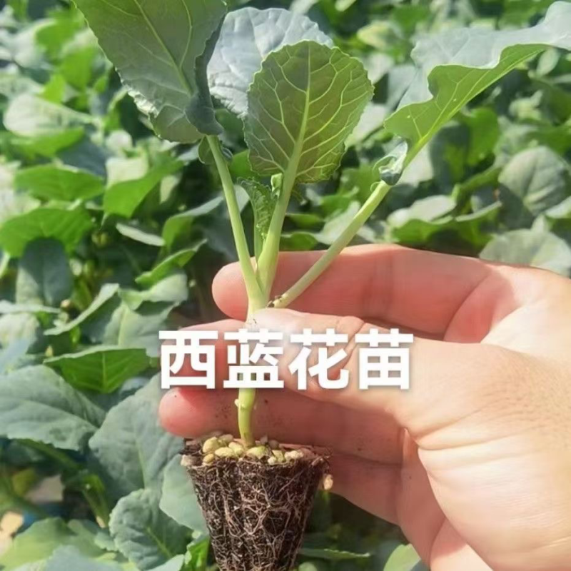 西兰花苗，质量保证，苗厂直供，现货直发