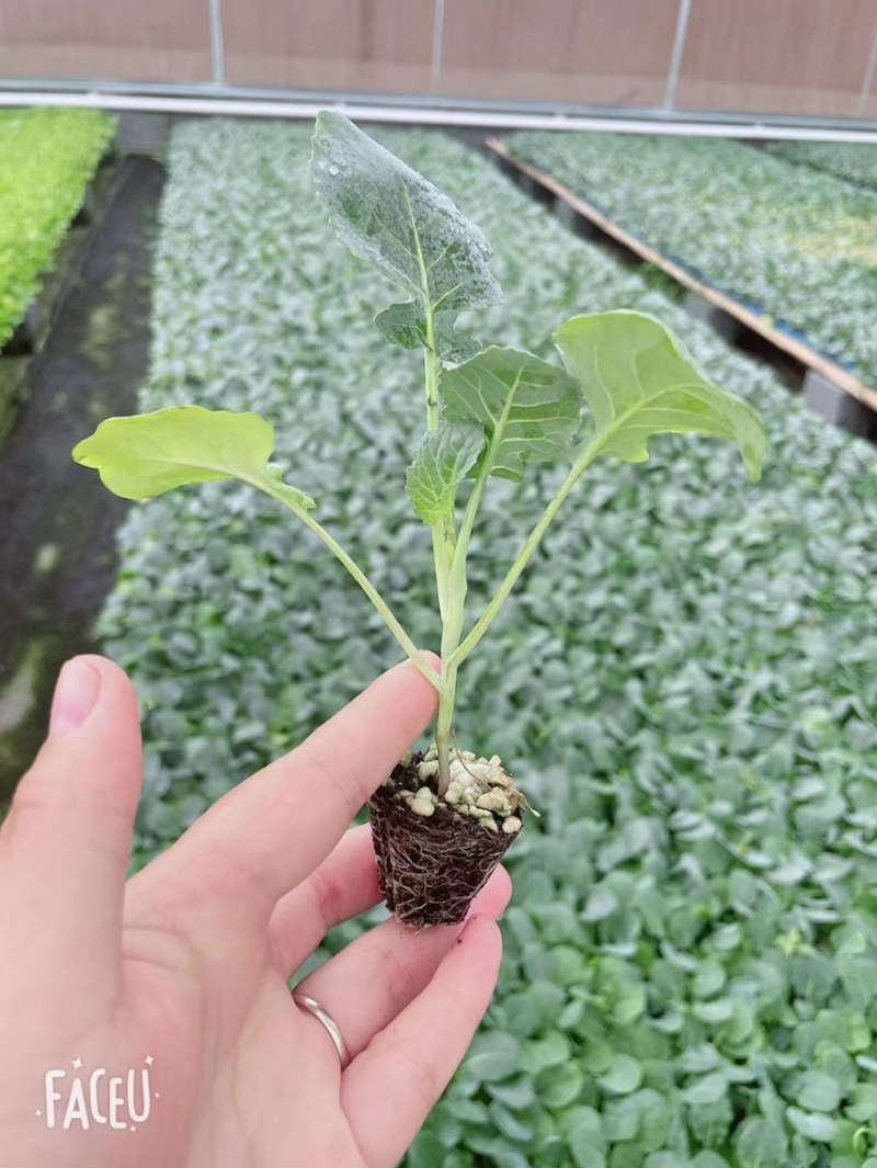 西兰花苗，质量保证，苗厂直供，现货直发