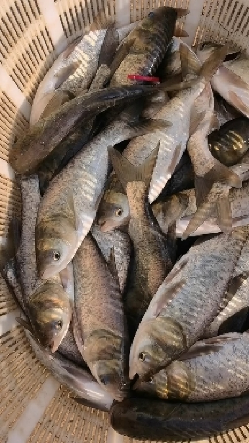 花鲢白鲢黑花大头黄花鲢花鲢苗白鲢苗大片水花